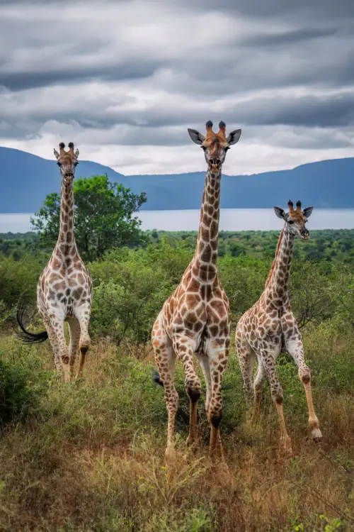 Empowering Community-Led Conservation