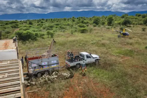 High-Precision Operation: The Art of Giraffe Capture