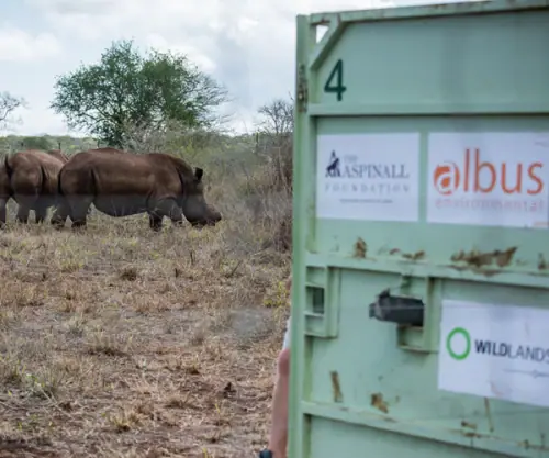 .. two orphan White Rhino, Makhosi and Mpilo, to their new forever homes,