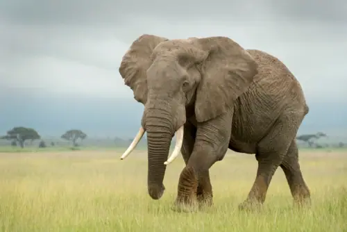 Elephants