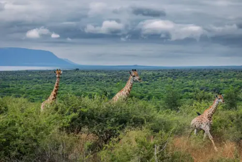 Giraffes