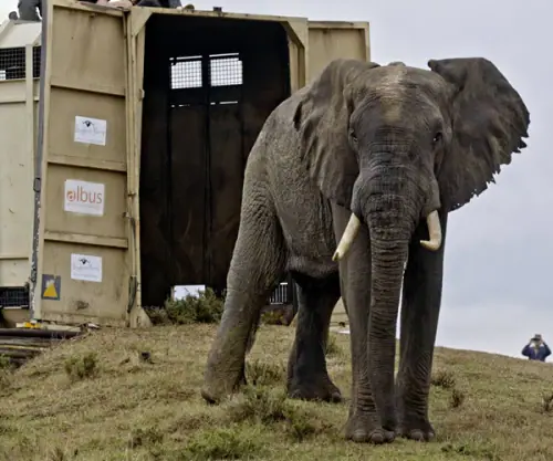 Elephants