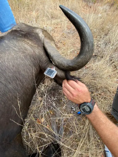 Rescuing Key Species in High Poaching Zone in South Africa