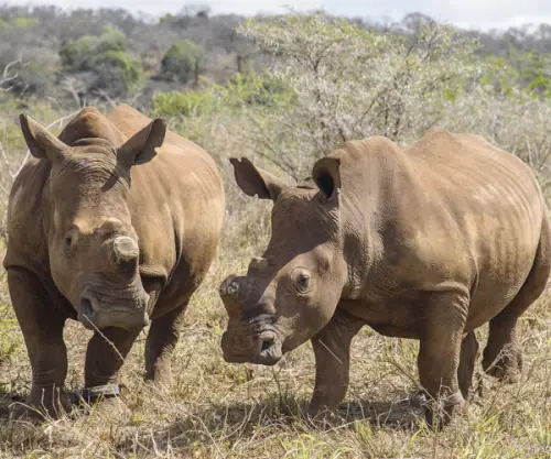White Rhinos